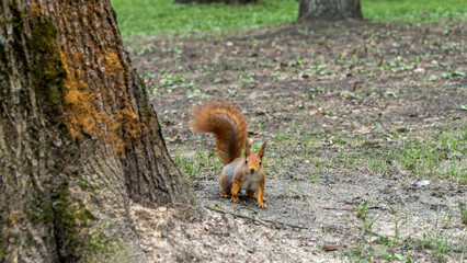 Red squirrel looking down from a tree in spring with copy space. Wild animal concept.