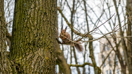 Red squirrel looking down from a tree in spring with copy space. Wild animal concept.