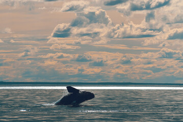 Sohutern right whale jumping, endangered species, Patagonia,Argentina