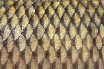 golden scales of a freshly caught carp, mirror carp, scales of a large river fish close-up, fish skin texture © Leka