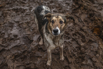 Very dirty and wet mixed breed shepherd dog
