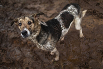 Very dirty and wet mixed breed shepherd dog