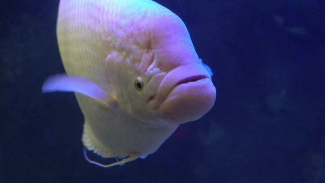 Slowly and thoughtfully swims Giant Albino Pacu Fish
