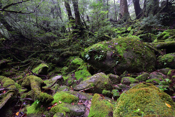 Deep forest of Yakushima, Japan