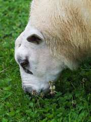 Sheep Eating Clover
