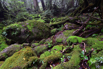 Deep forest of Yakushima, Japan