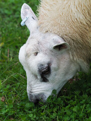 Sheep Eating Clover