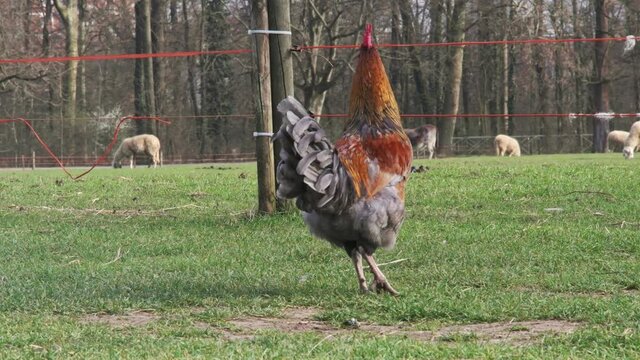 gallo dalle belle piume colorate