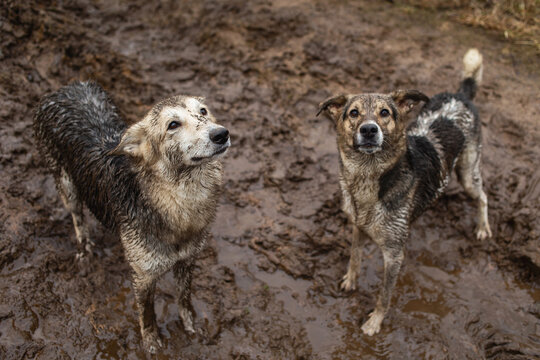 Very dirty and wet mixed breed shepherd dogs