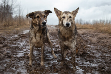 Very dirty and wet mixed breed shepherd dogs