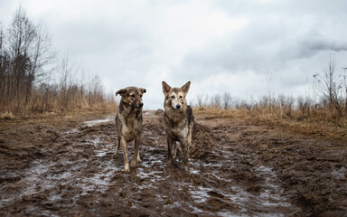 Very dirty and wet mixed breed shepherd dogs
