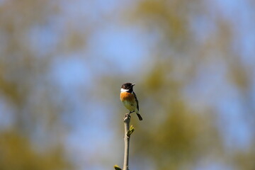 European Stonechat
