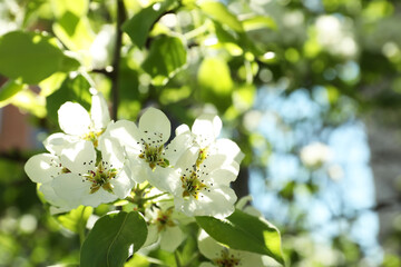 Beautiful blossoming pear tree outdoors on sunny day, closeup. Space for text