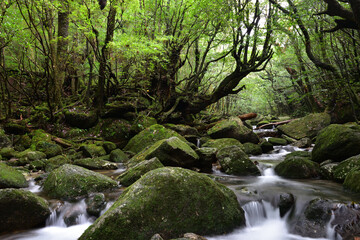 Naklejka na ściany i meble Deep forest of Yakushima, Japan