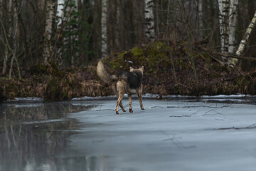Very dirty and wet mixed breed shepherd dog
