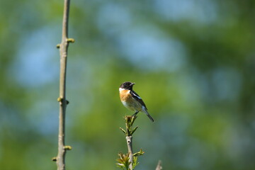 European Stonechat.