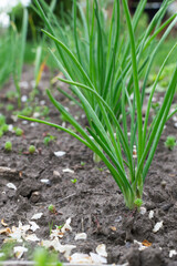 Green bunches of onions growing in the garden. Vertical orientation.