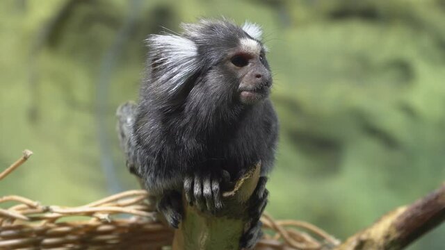 Funny Cotton top tamarin ,close up