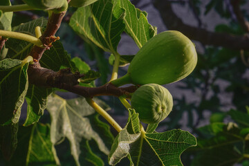 Figs on the plant, ready to harvest, La Pampa, Argentina