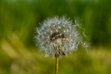 Ein Löwenzahn im späten Frühling, welcher langsam die Samen vom Winde verweht werden
