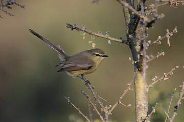 Greater Wagtail tyrant, caldén forest,La Pampa, Argentina