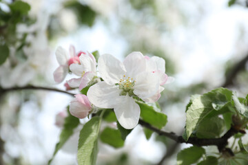 Obraz na płótnie Canvas Closeup view of blossoming quince tree outdoors