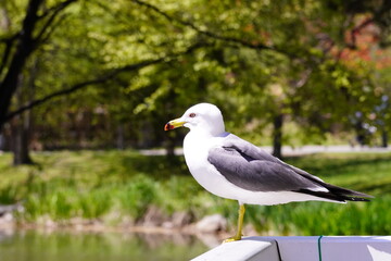 ウミネコ（札幌市中島公園で撮影）