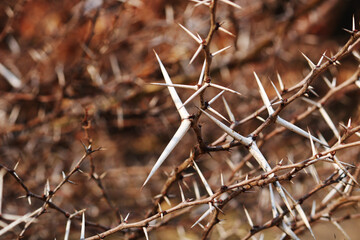 A beautiful close-up view of wild tree thorns.