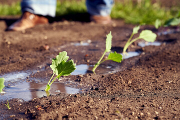 Young kohlrabi seedlings growing in soil in a garden outdoors