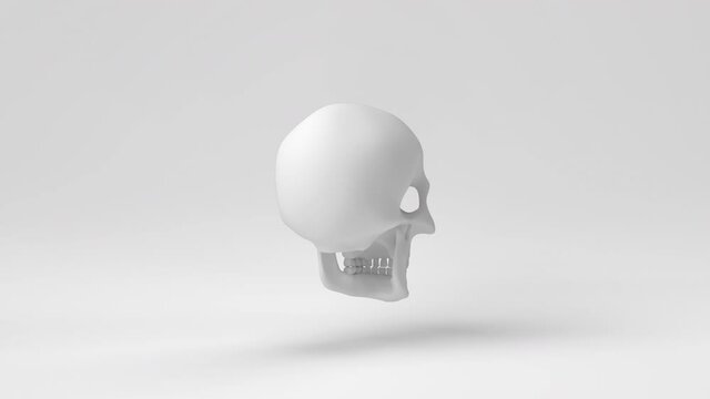 Anatomically correct human skulls. 3d render, 3d illustration.