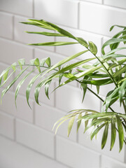 Green palm leafs on white tile wall background. Copy space . front view