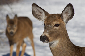 Fototapeta premium Chevreuil
