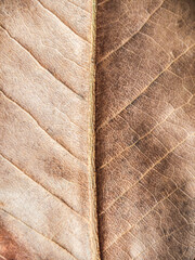 Dry brown leaf texture background.