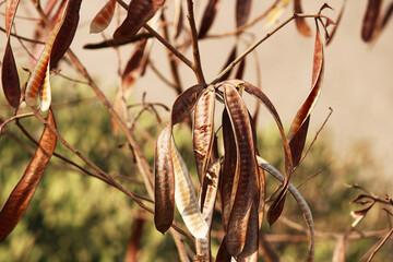 A beautiful close-up view of Acacia dry pods.