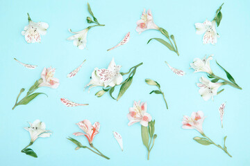 Floral pattern made of white and pink alstroemeria flowers on pastel blue background. Nature concept. Top view. Flat lay