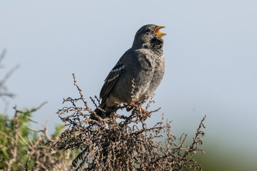 Carbonated Sierra Finch, Argentine endemic specie, Patagonia, Argentina
