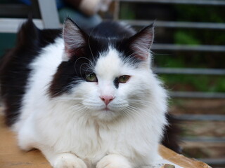 Katze, 