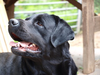 Labrador 