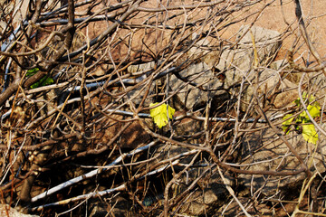 A close-up view of wild tree branches.