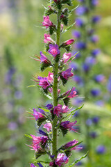 Echium vulgare vipers bugloss in bloom, blueweed unusual coloring pink purple flowering plant on tall stem