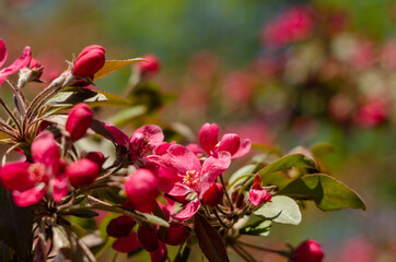 Red flowers of blooming apple tree in spring in the rays of sunlight