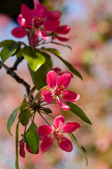 Fototapeta na wymiar Red flowers of blooming apple tree in spring in the rays of sunlight