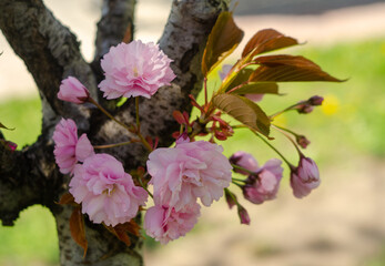  
Pink sakura flowers near spring