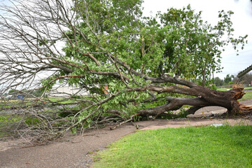 Roots from uprooted tree blown over by high winds from thunderstorm tornado