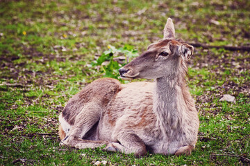 Naklejka na ściany i meble A young female deer lies on the grass in early spring. A beautiful wild animal in nature.