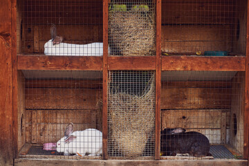 A system of cages and feeders for rabbits. Rabbit breeding farm.