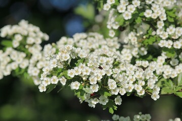 Hawthorn branch with flowers and leaves