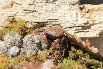 Freshwater crab Potamon ibericum close-up on a rock