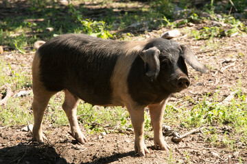 Celtic, Iberian pigs in freedom, between a natural and green landscape