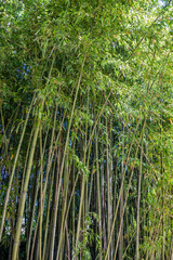 A small grove of bamboo trees, with its very high reeds that stretch towards the sky, covering the sun. Shade, coolness, relaxation, peace, silence, greenery, vegetation.